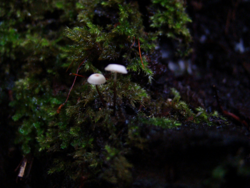 Marasmius-rotula-Scop.-Fr.-DSC04902
