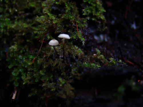 Marasmius-rotula-Scop.-Fr.-DSC04904