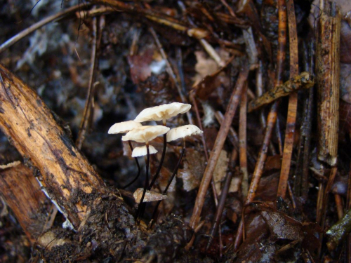 Marasmius-rotula-Scop.-Fr.-DSC04917