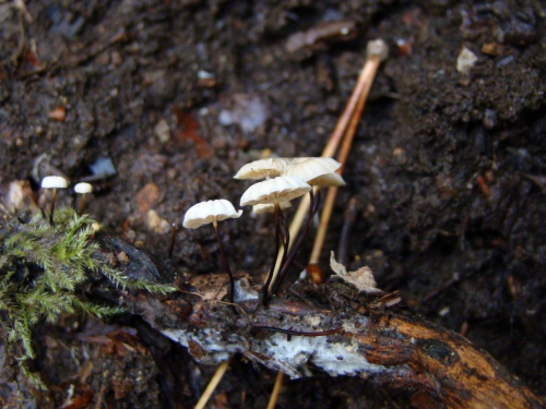 Marasmius-rotula-Scop.-Fr.-DSC04918