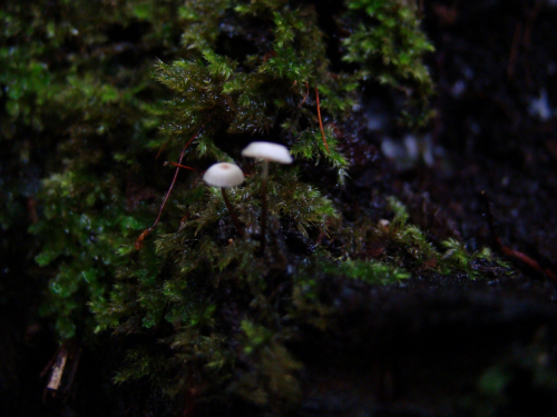 Marasmius-rotula-Scop.-Fr.DSC04903