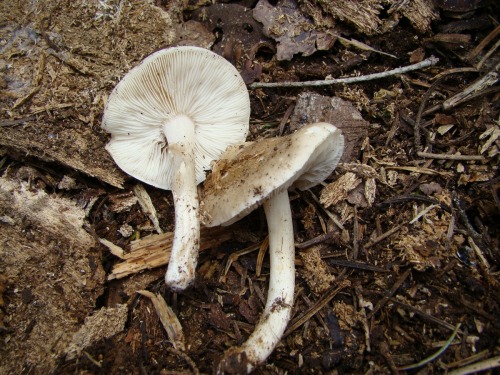 Melanoleuca-exscissa-Fr.-Singer-DSC01409