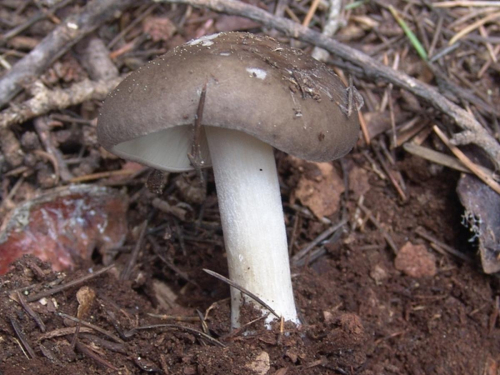 Melanoleuca-exscissa-Fr.-Singer-DSC02538