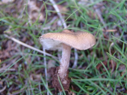 Melanoleuca-graminicola-Velen.-Kuhner-Maire-DSC02089