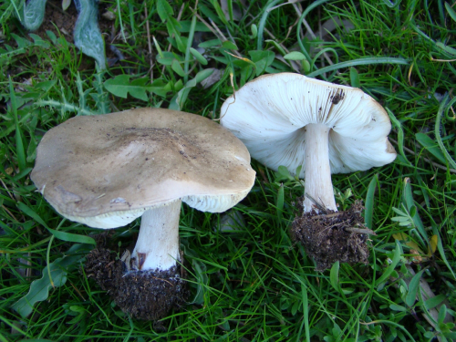 Melanoleuca-melaleuca-Pers.-Murrill-DSC01217