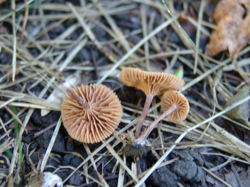 Micromphale-foetidum-Sowerby-Singer-DSC02177