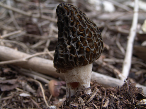 Morchella-deliciosa-Fr.-DSC02555
