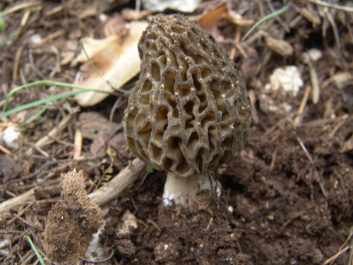 Morchella-deliciosa-Fr.-DSC02556