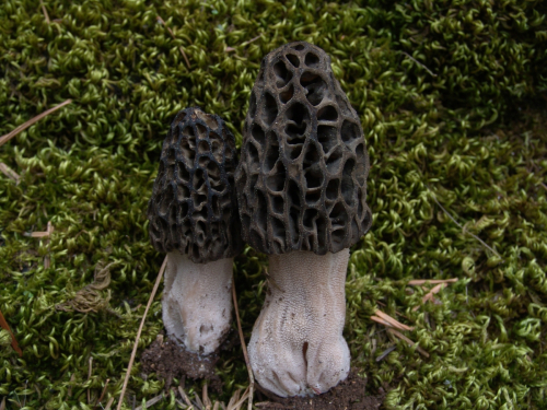 Morchella-deliciosa-Fr.-DSC02557