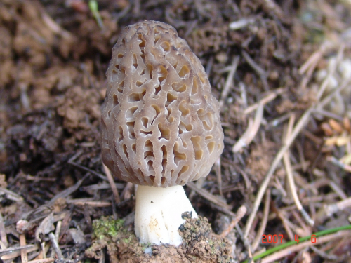 Morchella-deliciosa-Fr.-DSC03781