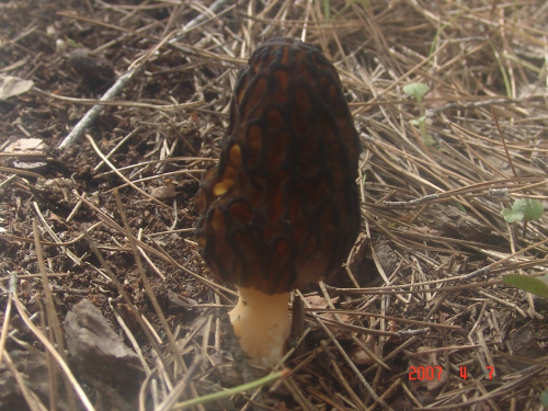 Morchella-deliciosa-Fr.-DSC03804