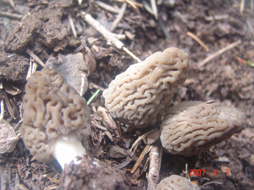 Morchella-deliciosa-Fr.-DSC03824