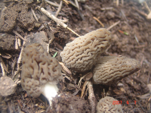 Morchella-deliciosa-Fr.-DSC03825