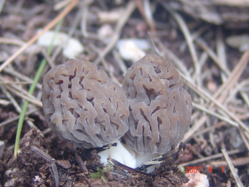 Morchella-deliciosa-Fr.-DSC03838