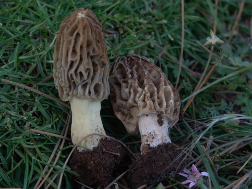 Morchella-esculenta-L.-Pers.-var.-rigida-Krombh.-I.R.-Hall-P.K.-Buchanan-Y.-Wang-Cole-DSC02580