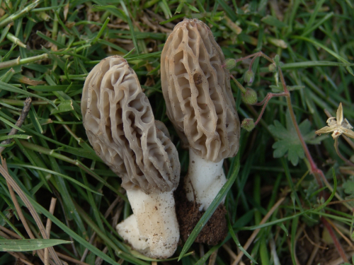 Morchella-esculenta-L.-Pers.-var.-rigida-Krombh.-I.R.-Hall-P.K.-Buchanan-Y.-Wang-Cole-DSC02581