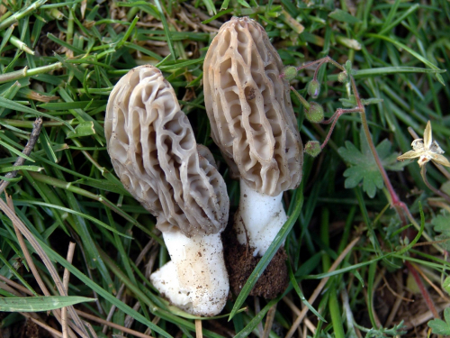 Morchella-esculenta-L.-Pers.-var.-rigida-Krombh.-I.R.-Hall-P.K.-Buchanan-Y.-Wang-Cole-DSC02582