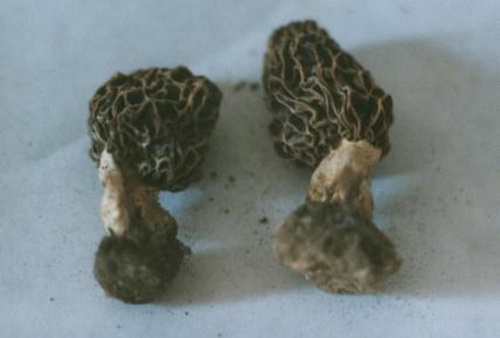 Morchella-esculenta-L.-Pers.-var.-umbrina-Boud.-S.-Imai