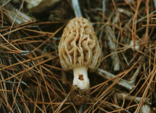 Morchella-esculenta-L.-Pers.