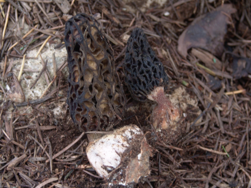 Morchella-vulgaris-Pers.-Boud.-DSC02524