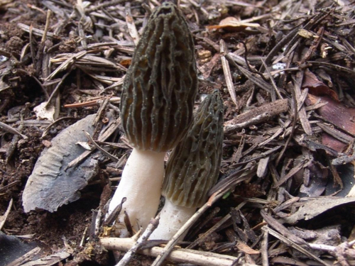 Morchella-vulgaris-Pers.-Boud.-DSC02553