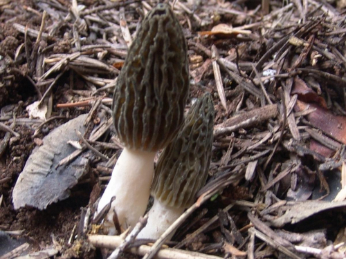 Morchella-vulgaris-Pers.-Boud.-DSC02554
