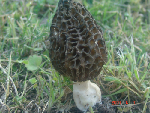 Morchella-vulgaris-Pers.-Boud.-DSC03852