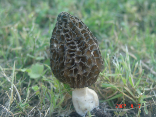 Morchella-vulgaris-Pers.-Boud.-DSC03853