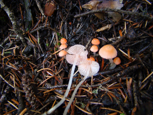 Mycena-adonis-Bull.-Gray-var.-adonis-DSC03322
