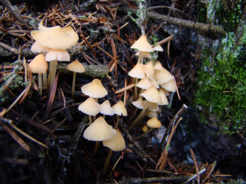 Mycena-adonis-Bull.-Gray-var.-adonis-DSC03323