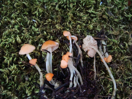 Mycena-adonis-Bull.-Gray-var.-adonis-DSC03514