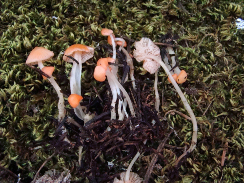 Mycena-adonis-Bull.-Gray-var.-adonis-DSC03515