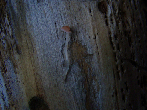 Mycena-adonis-Bull.-Gray-var.-adonis-DSC03812