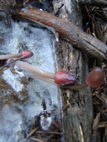 Mycena-bresadolana-Robich-Neville-DSC03231