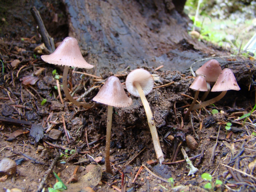 Mycena-bresadolana-Robich-Neville-DSC03303