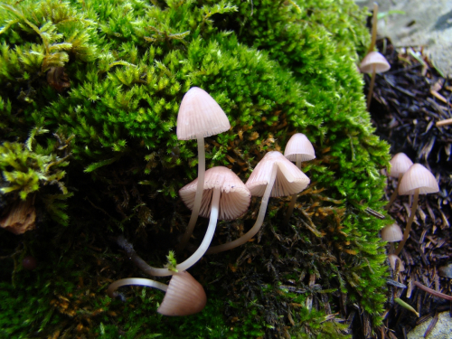 Mycena-bresadolana-Robich-Neville-DSC03327