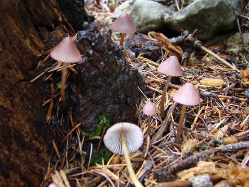 Mycena-bresadolana-Robich-Neville-DSC03328