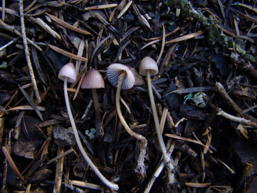 Mycena-bresadolana-Robich-Neville-DSC03781
