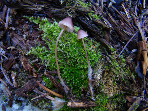 Mycena-bresadolana-Robich-Neville-DSC03801