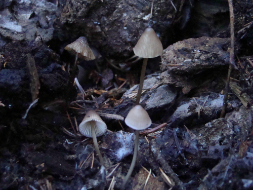 Mycena-bresadolana-Robich-Neville-DSC03817