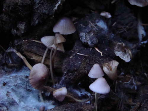 Mycena-bresadolana-Robich-Neville-DSC03818