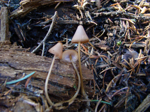 Mycena-bresadolana-Robich-Neville-DSC03852