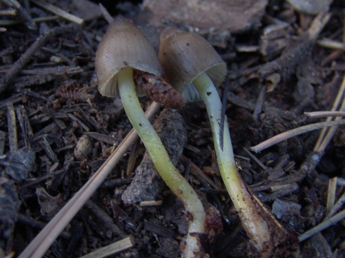 Mycena-epipterygia-Scop.-Gray-var.-epipterygia-DSC03304