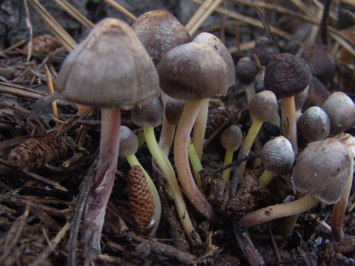 Mycena-epipterygia-Scop.-Gray-var.-epipterygia-DSC03310