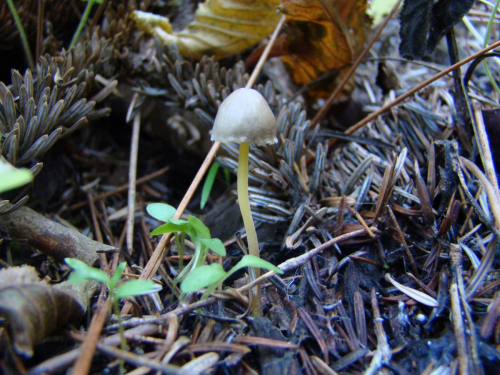 Mycena-epipterygia-Scop.-Gray-var.-lignicola-A.H.-Sm.-DSC03626