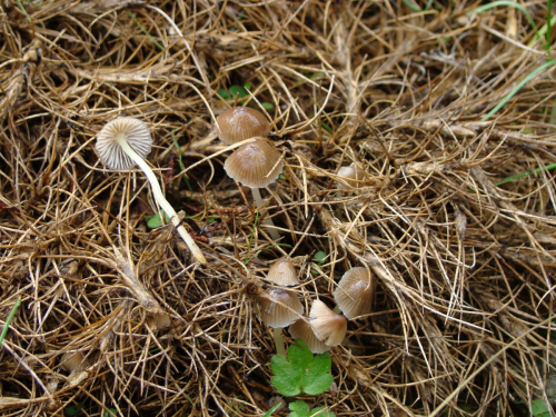 Mycena-epipterygia-Scop.-Gray-var.-viscosa-Secr.-ex-Maire-Ricken-DSC03305