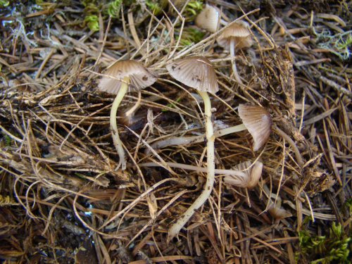 Mycena-epipterygia-Scop.-Gray-var.-viscosa-Secr.-ex-Maire-Ricken-DSC03469