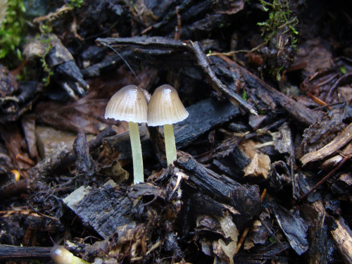 Mycena-epipterygia-Scop.-Gray-var.-viscosa-Secr.-ex-Maire-Ricken-DSC05186