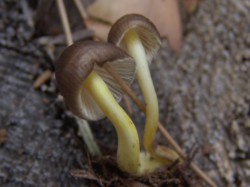 Mycena-epipterygia-var.-viscosa-Secr.-ex-Maire-Ricken-DSC03433