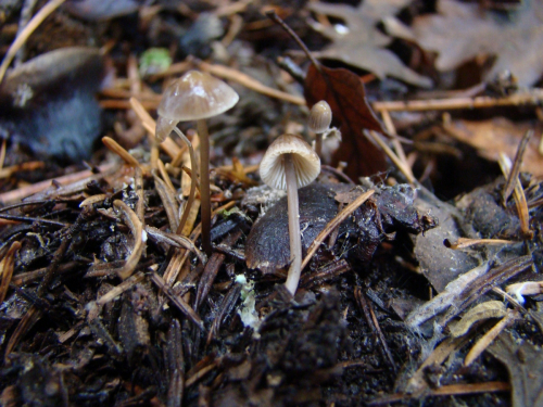 Mycena-erubescens-Hohn.-DSC03258